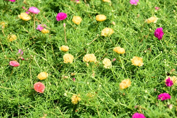Bahar Balosu Bahçesi. Renkli çiçeklerden oluşan güzel bir bahçe. Bahçe düzenlemeleri. Park et. Güzel Bahçe.