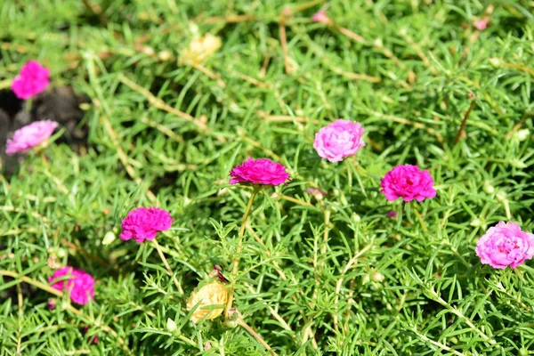 Voorjaarstuin Prachtige Tuin Van Kleurrijke Bloemen Landschap Formal Garden Parkeer — Stockfoto