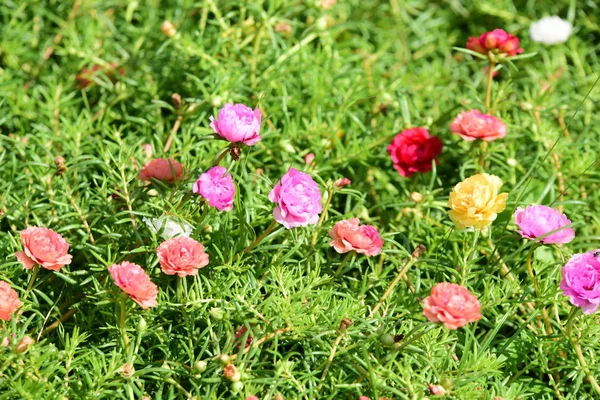 Bahar Balosu Bahçesi. Renkli çiçeklerden oluşan güzel bir bahçe. Bahçe düzenlemeleri. Park et. Güzel Bahçe.