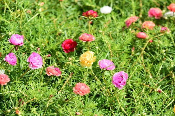 Spring Formal Garden. Beautiful garden of colorful flowers.Landscaped Formal Garden. Park. Beautiful Garden.