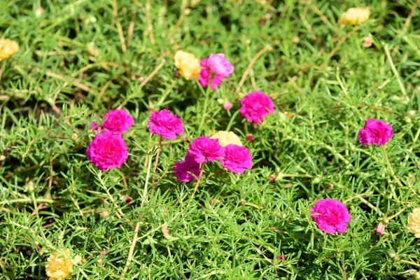 Bahar Balosu Bahçesi. Renkli çiçeklerden oluşan güzel bir bahçe. Bahçe düzenlemeleri. Park et. Güzel Bahçe.