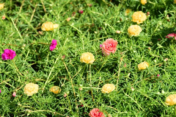 Bahar Balosu Bahçesi. Renkli çiçeklerden oluşan güzel bir bahçe. Bahçe düzenlemeleri. Park et. Güzel Bahçe.