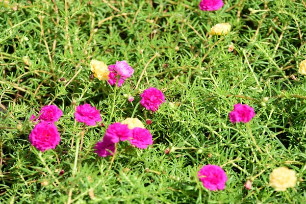 Bahar Balosu Bahçesi. Renkli çiçeklerden oluşan güzel bir bahçe. Bahçe düzenlemeleri. Park et. Güzel Bahçe.