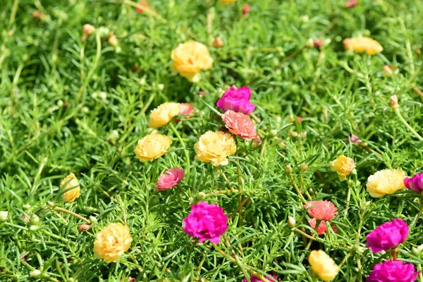 Bahar Balosu Bahçesi. Renkli çiçeklerden oluşan güzel bir bahçe. Bahçe düzenlemeleri. Park et. Güzel Bahçe.