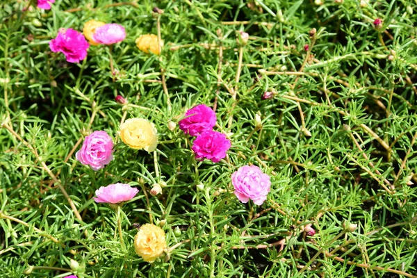 Bahar Balosu Bahçesi. Renkli çiçeklerden oluşan güzel bir bahçe. Bahçe düzenlemeleri. Park et. Güzel Bahçe.