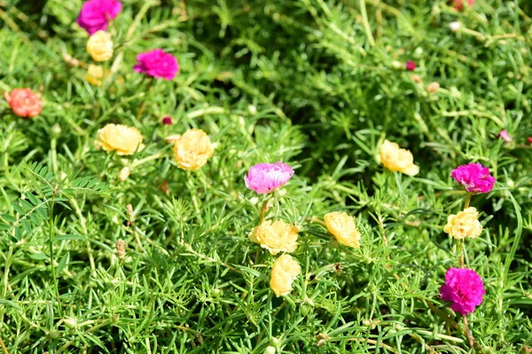 Bahar Balosu Bahçesi. Renkli çiçeklerden oluşan güzel bir bahçe. Bahçe düzenlemeleri. Park et. Güzel Bahçe.