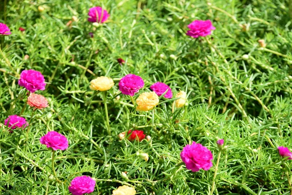 Bahar Balosu Bahçesi. Renkli çiçeklerden oluşan güzel bir bahçe. Bahçe düzenlemeleri. Park et. Güzel Bahçe.