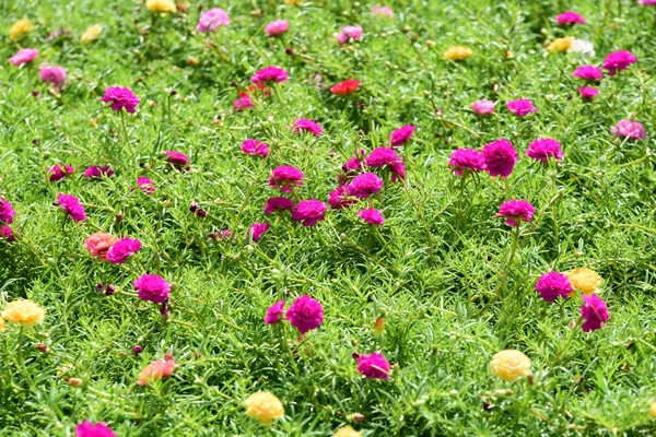 Bahar Balosu Bahçesi. Renkli çiçeklerden oluşan güzel bir bahçe. Bahçe düzenlemeleri. Park et. Güzel Bahçe.