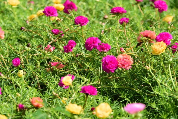 Bahar Balosu Bahçesi. Renkli çiçeklerden oluşan güzel bir bahçe. Bahçe düzenlemeleri. Park et. Güzel Bahçe.