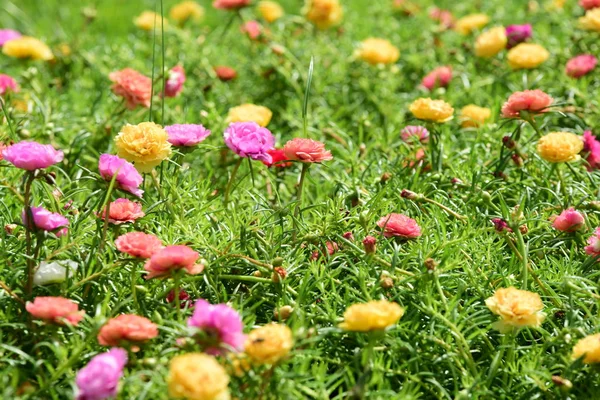 Frühlingshafter Garten Schöner Garten Mit Farbenfrohen Blumen Formaler Garten Park — Stockfoto
