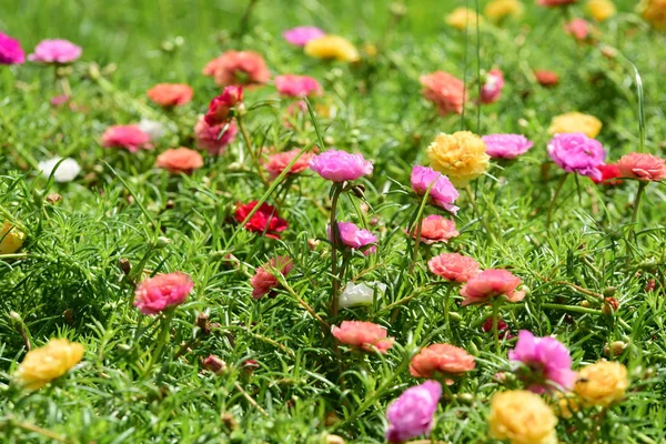 Frühlingshafter Garten Schöner Garten Mit Farbenfrohen Blumen Formaler Garten Park — Stockfoto