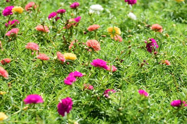 Bahar Balosu Bahçesi. Renkli çiçeklerden oluşan güzel bir bahçe. Bahçe düzenlemeleri. Park et. Güzel Bahçe.