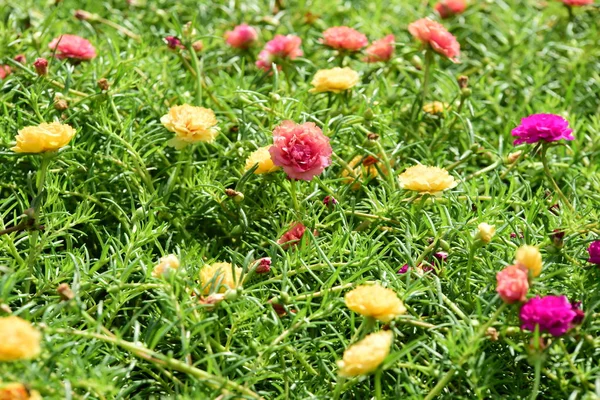 Bahar Balosu Bahçesi. Renkli çiçeklerden oluşan güzel bir bahçe. Bahçe düzenlemeleri. Park et. Güzel Bahçe.