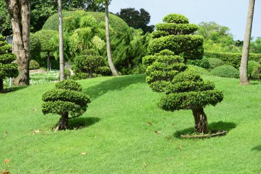 Bahar Balosu Bahçesi. Renkli çiçeklerden oluşan güzel bir bahçe. Bahçe düzenlemeleri. Park et. Güzel Bahçe.