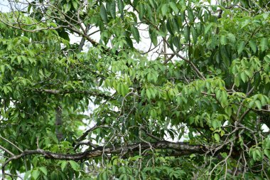 Bahar Balosu Bahçesi. Renkli çiçeklerden oluşan güzel bir bahçe. Bahçe düzenlemeleri. Park et. Güzel Bahçe.
