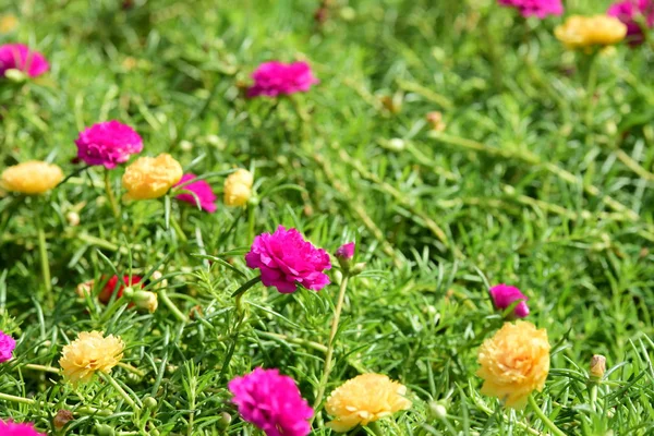 Bahar Balosu Bahçesi. Renkli çiçeklerden oluşan güzel bir bahçe. Bahçe düzenlemeleri. Park et. Güzel Bahçe.