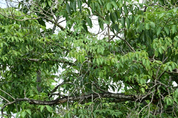 Bahar Balosu Bahçesi. Renkli çiçeklerden oluşan güzel bir bahçe. Bahçe düzenlemeleri. Park et. Güzel Bahçe.