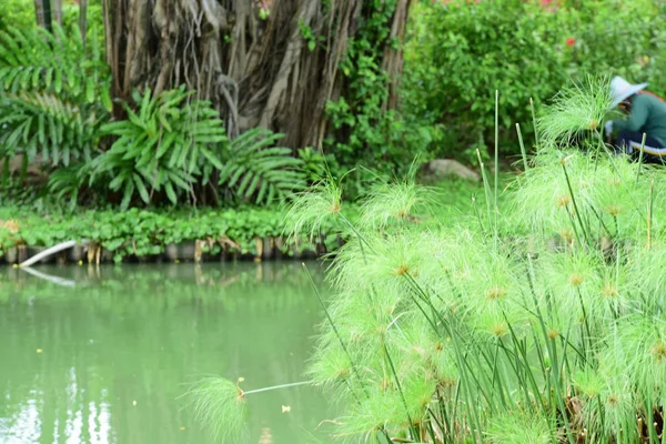 Bahar Balosu Bahçesi. Renkli çiçeklerden oluşan güzel bir bahçe. Bahçe düzenlemeleri. Park et. Güzel Bahçe.