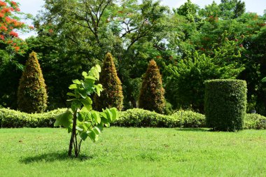Bahar Balosu Bahçesi. Renkli çiçeklerden oluşan güzel bir bahçe. Bahçe düzenlemeleri. Park et. Güzel Bahçe.