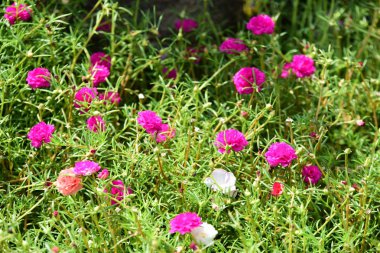 Bahar Balosu Bahçesi. Renkli çiçeklerden oluşan güzel bir bahçe. Bahçe düzenlemeleri. Park et. Güzel Bahçe.