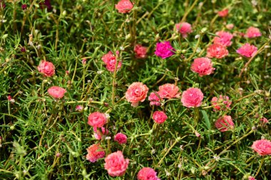 Bahar Balosu Bahçesi. Renkli çiçeklerden oluşan güzel bir bahçe. Bahçe düzenlemeleri. Park et. Güzel Bahçe.