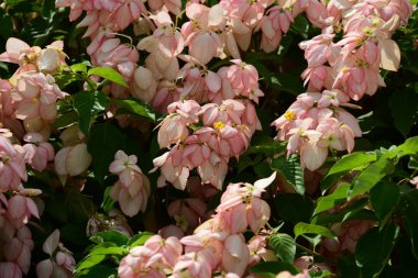 Bahar Balosu Bahçesi. Renkli çiçeklerden oluşan güzel bir bahçe. Bahçe düzenlemeleri. Park et. Güzel Bahçe.