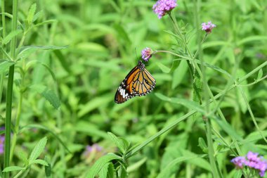 Bahar Balosu Bahçesi. Renkli çiçeklerden oluşan güzel bir bahçe. Bahçe düzenlemeleri. Park et. Güzel Bahçe.