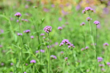 Bahar Balosu Bahçesi. Renkli çiçeklerden oluşan güzel bir bahçe. Bahçe düzenlemeleri. Park et. Güzel Bahçe.