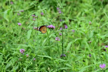Bahar resmi bahçe. Güzel bahçe yeşil bitki. Düzenlenmiş resmi Garden.Colorful çiçek soyut ışık ve bokeh arka plan için. Bahar resmi bahçe. Renkli çiçek güzel bahçe.