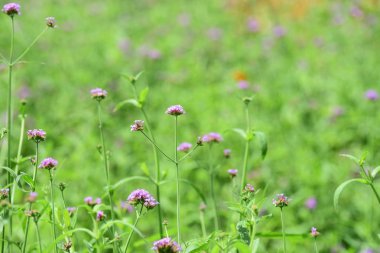Bahar resmi bahçe. Güzel bahçe yeşil bitki. Düzenlenmiş resmi Garden.Colorful çiçek soyut ışık ve bokeh arka plan için. Bahar resmi bahçe. Renkli çiçek güzel bahçe.