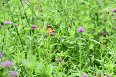 Soyut ışık ve bokeh arka plan için renkli çiçeklerle. Bahar resmi bahçe. Renkli çiçek güzel bahçe.
