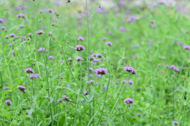 Soyut ışık ve bokeh arka plan için renkli çiçeklerle. Bahar resmi bahçe. Renkli çiçek güzel bahçe.