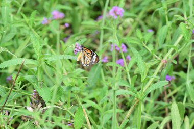 Bahar resmi bahçe. Güzel bahçe yeşil bitki. Düzenlenmiş resmi Garden.Colorful çiçek soyut ışık ve bokeh arka plan için. Bahar resmi bahçe. Renkli çiçek güzel bahçe.