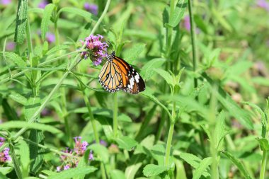 Soyut ışık ve bokeh arka plan için renkli çiçeklerle. Bahar resmi bahçe. Renkli çiçek güzel bahçe.