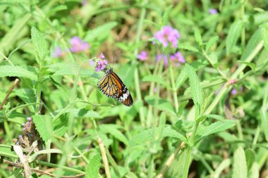 Bahar resmi bahçe. Güzel bahçe yeşil bitki. Düzenlenmiş resmi Garden.Colorful çiçek soyut ışık ve bokeh arka plan için. Bahar resmi bahçe. Renkli çiçek güzel bahçe.