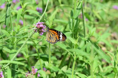 Bahar resmi bahçe. Güzel bahçe yeşil bitki. Düzenlenmiş resmi Garden.Colorful çiçek soyut ışık ve bokeh arka plan için. Bahar resmi bahçe. Renkli çiçek güzel bahçe.