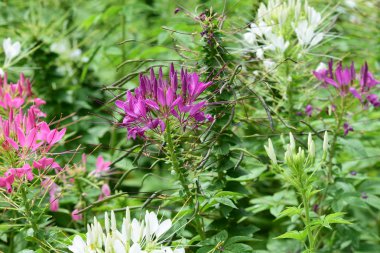 Soyut ışık ve bokeh arka plan için renkli çiçeklerle. Bahar resmi bahçe. Renkli çiçek güzel bahçe.