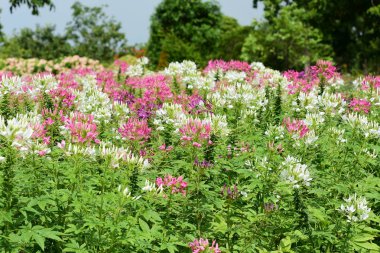 Soyut ışık ve bokeh arka plan için renkli çiçeklerle. Bahar resmi bahçe. Renkli çiçek güzel bahçe.