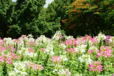 Bahar resmi bahçe. Güzel bahçe yeşil bitki. Düzenlenmiş resmi Garden.Colorful çiçek soyut ışık ve bokeh arka plan için. Bahar resmi bahçe. Renkli çiçek güzel bahçe.