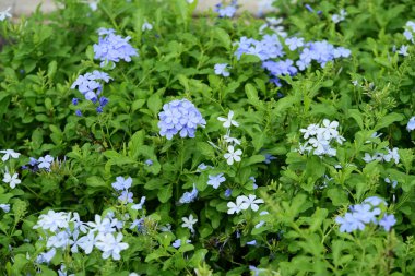 Soyut ışık ve bokeh arka plan için renkli çiçeklerle. Bahar resmi bahçe. Renkli çiçek güzel bahçe.