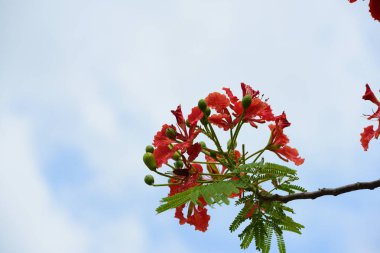 Soyut ışık ve bokeh arka plan için renkli çiçeklerle. Bahar resmi bahçe. Renkli çiçek güzel bahçe.