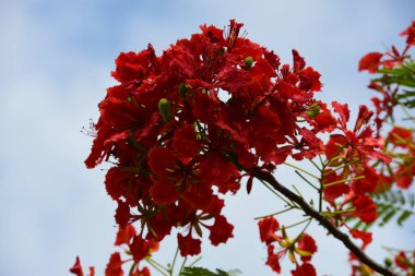 Soyut ışık ve bokeh arka plan için renkli çiçeklerle. Bahar resmi bahçe. Renkli çiçek güzel bahçe.