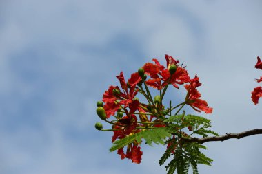 Soyut ışık ve bokeh arka plan için renkli çiçeklerle. Bahar resmi bahçe. Renkli çiçek güzel bahçe.