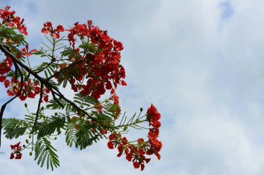Soyut ışık ve bokeh arka plan için renkli çiçeklerle. Bahar resmi bahçe. Renkli çiçek güzel bahçe.