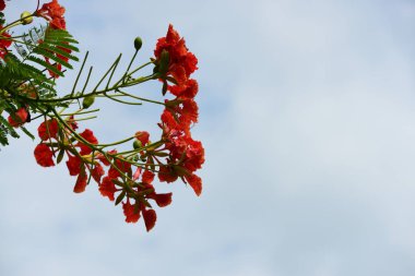 Soyut ışık ve bokeh arka plan için renkli çiçeklerle. Bahar resmi bahçe. Renkli çiçek güzel bahçe.