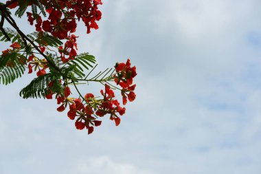 Soyut ışık ve bokeh arka plan için renkli çiçeklerle. Bahar resmi bahçe. Renkli çiçek güzel bahçe.