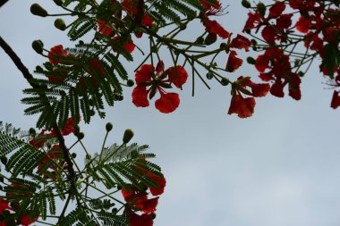 Soyut ışık ve bokeh arka plan için renkli çiçeklerle. Bahar resmi bahçe. Renkli çiçek güzel bahçe.