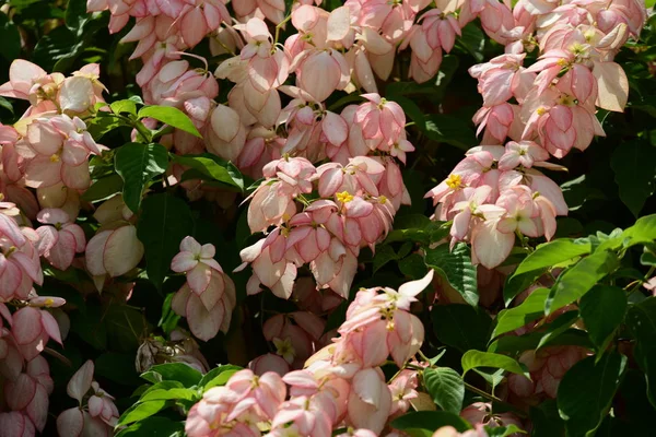 Bahar Balosu Bahçesi. Renkli çiçeklerden oluşan güzel bir bahçe. Bahçe düzenlemeleri. Park et. Güzel Bahçe.