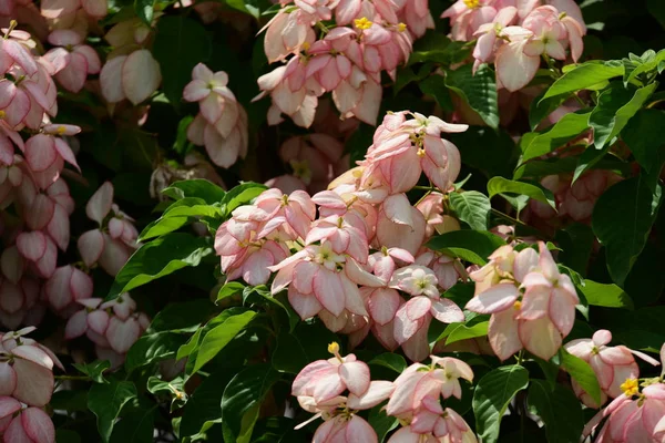 Bahar Balosu Bahçesi. Renkli çiçeklerden oluşan güzel bir bahçe. Bahçe düzenlemeleri. Park et. Güzel Bahçe.