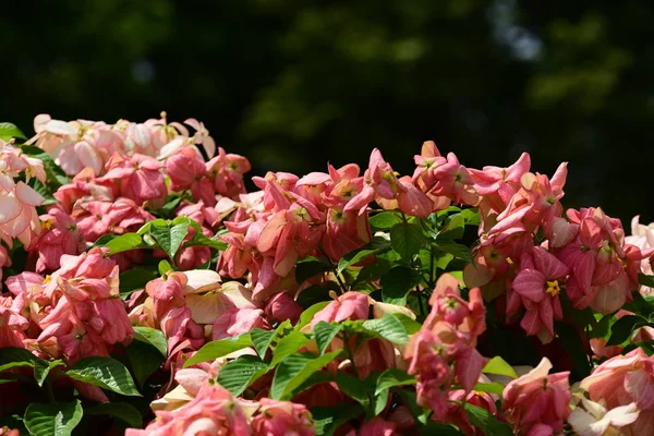 Bahar Balosu Bahçesi. Renkli çiçeklerden oluşan güzel bir bahçe. Bahçe düzenlemeleri. Park et. Güzel Bahçe.